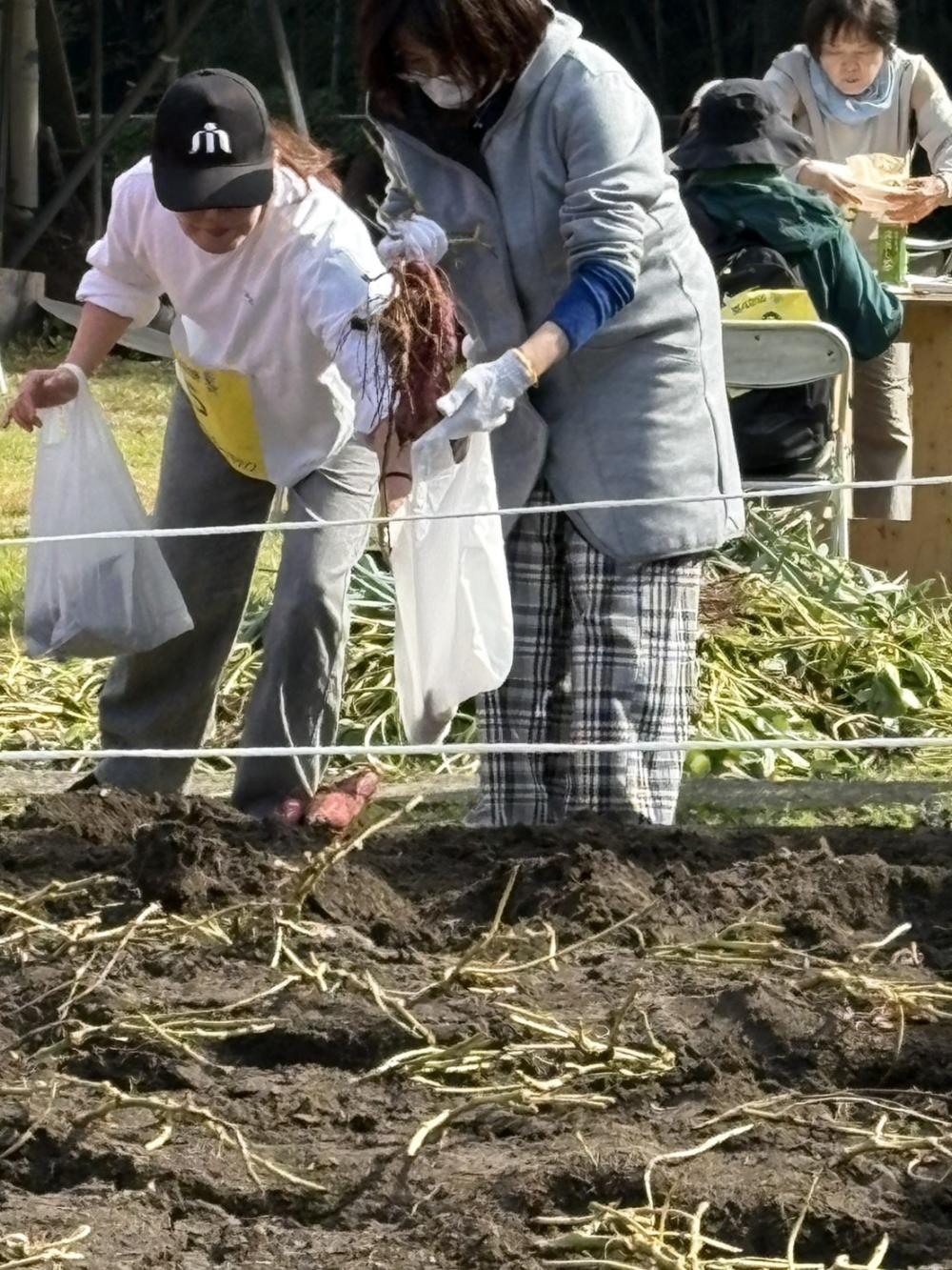 芋掘り１（舩）