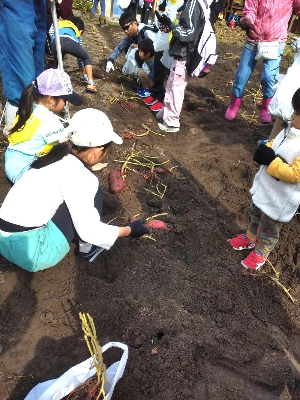 芋掘り（東）追加